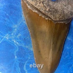 Megalodon Shark Tooth 6.05 Huge Teeth Big Meg Scuba Diver Direct Fossil Nc 7517