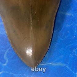 Megalodon Shark Tooth 6.05 Huge Teeth Big Meg Scuba Diver Direct Fossil Nc 7517