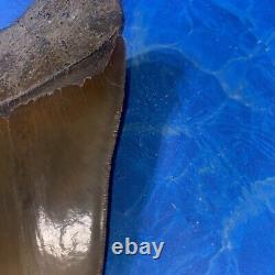 Megalodon Shark Tooth 6.05 Huge Teeth Big Meg Scuba Diver Direct Fossil Nc 7517