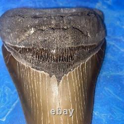 Megalodon Shark Tooth 6.05 Huge Teeth Big Meg Scuba Diver Direct Fossil Nc 7517