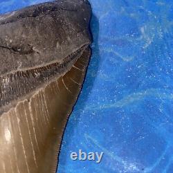 Megalodon Shark Tooth 6.05 Huge Teeth Big Meg Scuba Diver Direct Fossil Nc 7517