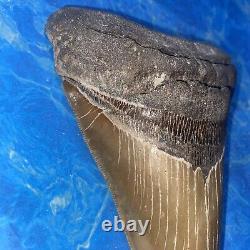 Megalodon Shark Tooth 6.05 Huge Teeth Big Meg Scuba Diver Direct Fossil Nc 7517