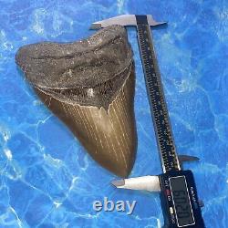 Megalodon Shark Tooth 6.05 Huge Teeth Big Meg Scuba Diver Direct Fossil Nc 7517