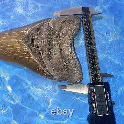 Megalodon Shark Tooth 6.05 Huge Teeth Big Meg Scuba Diver Direct Fossil Nc 7517