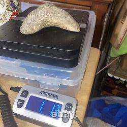 Megalodon Shark Tooth 6.05 Huge Teeth Big Meg Scuba Diver Direct Fossil Nc 7517