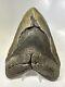 Megalodon Shark Tooth 6.05 Massive Real Fossil Natural 15778