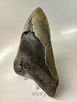 Megalodon Shark Tooth 6.05 Massive Real Fossil Natural 15778