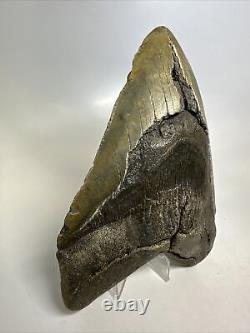 Megalodon Shark Tooth 6.05 Massive Real Fossil Natural 15778