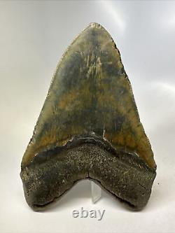 Megalodon Shark Tooth 6.05 Massive Real Fossil Natural 15778