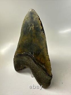 Megalodon Shark Tooth 6.05 Massive Real Fossil Natural 15778