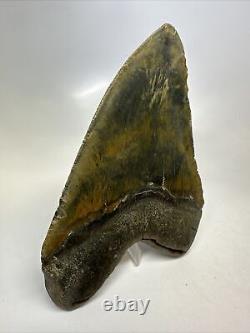 Megalodon Shark Tooth 6.05 Massive Real Fossil Natural 15778