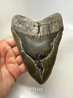 Megalodon Shark Tooth 6.05 Massive Real Fossil Natural 15778