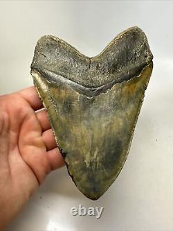 Megalodon Shark Tooth 6.05 Massive Real Fossil Natural 15778