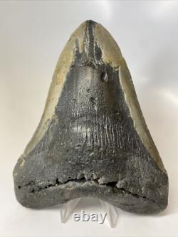 Megalodon Shark Tooth 6.05 inch Giant Authentic Fossil Natural Real 14014