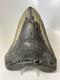 Megalodon Shark Tooth 6.05 Inch Giant Authentic Fossil Natural Real 14014