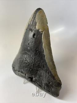 Megalodon Shark Tooth 6.05 inch Giant Authentic Fossil Natural Real 14014