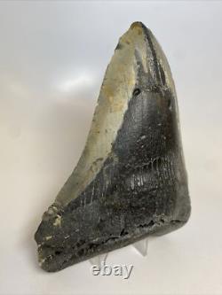 Megalodon Shark Tooth 6.05 inch Giant Authentic Fossil Natural Real 14014