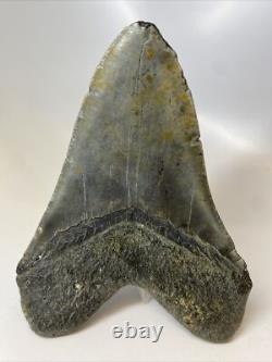 Megalodon Shark Tooth 6.05 inch Giant Authentic Fossil Natural Real 14014