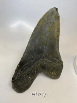 Megalodon Shark Tooth 6.05 inch Giant Authentic Fossil Natural Real 14014
