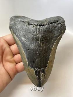 Megalodon Shark Tooth 6.05 inch Giant Authentic Fossil Natural Real 14014