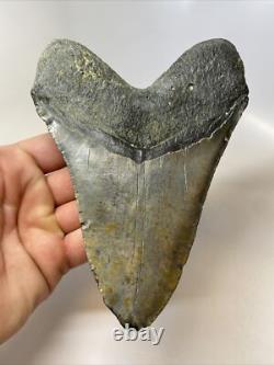 Megalodon Shark Tooth 6.05 inch Giant Authentic Fossil Natural Real 14014