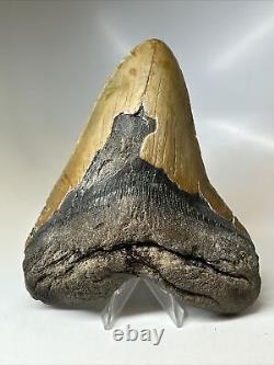 Megalodon Shark Tooth 6.06 Giant Authentic Fossil Natural 16796