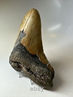 Megalodon Shark Tooth 6.06 Giant Authentic Fossil Natural 16796