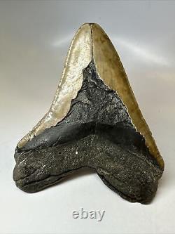 Megalodon Shark Tooth 6.06 Giant Authentic Fossil Natural 16796