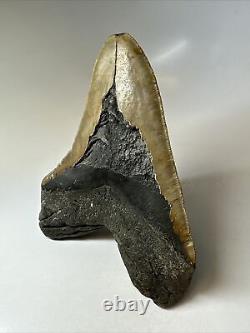 Megalodon Shark Tooth 6.06 Giant Authentic Fossil Natural 16796