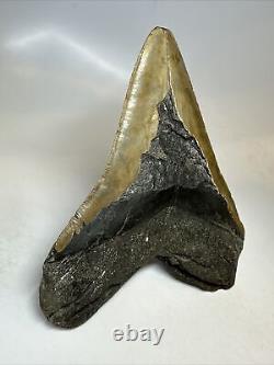 Megalodon Shark Tooth 6.06 Giant Authentic Fossil Natural 16796