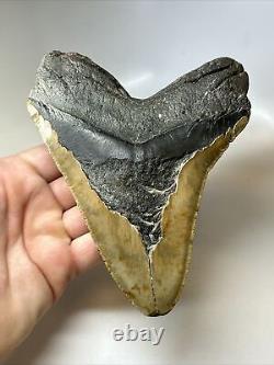 Megalodon Shark Tooth 6.06 Giant Authentic Fossil Natural 16796