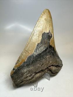 Megalodon Shark Tooth 6.06 inch -Giant Authentic Fossil Natural Rare 16796