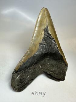 Megalodon Shark Tooth 6.06 inch -Giant Authentic Fossil Natural Rare 16796
