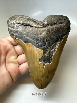 Megalodon Shark Tooth 6.06 inch -Giant Authentic Fossil Natural Rare 16796