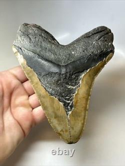 Megalodon Shark Tooth 6.06 inch -Giant Authentic Fossil Natural Rare 16796