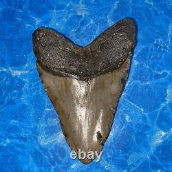 Megalodon Shark Tooth 6.07 Huge Teeth Big Meg Scuba Diver Direct Fossil Nc 6428