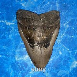 Megalodon Shark Tooth 6.07 Huge Teeth Big Meg Scuba Diver Direct Fossil Nc 6428
