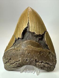 Megalodon Shark Tooth 6.07 Monster Authentic Fossil Carolina 17880