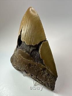 Megalodon Shark Tooth 6.07 Monster Authentic Fossil Carolina 17880