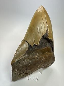 Megalodon Shark Tooth 6.07 Monster Authentic Fossil Carolina 17880