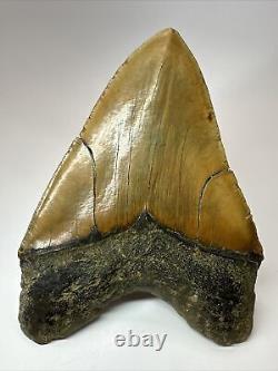 Megalodon Shark Tooth 6.07 Monster Authentic Fossil Carolina 17880