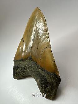 Megalodon Shark Tooth 6.07 Monster Authentic Fossil Carolina 17880