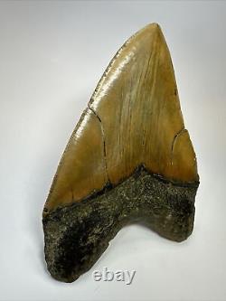 Megalodon Shark Tooth 6.07 Monster Authentic Fossil Carolina 17880