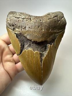 Megalodon Shark Tooth 6.07 Monster Authentic Fossil Carolina 17880