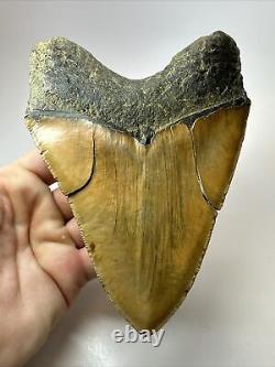 Megalodon Shark Tooth 6.07 Monster Authentic Fossil Carolina 17880