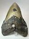 Megalodon Shark Tooth 6.08 Giant Natural Fossil Authentic 18072