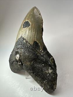 Megalodon Shark Tooth 6.08 Giant Natural Fossil Authentic 18072