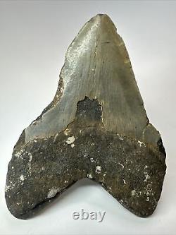 Megalodon Shark Tooth 6.08 Giant Natural Fossil Authentic 18072