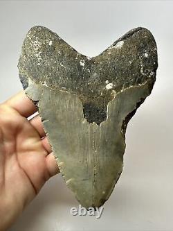 Megalodon Shark Tooth 6.08 Giant Natural Fossil Authentic 18072