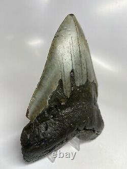 Megalodon Shark Tooth 6.08 Huge Real Fossil Giant 5518